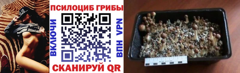 купить закладку  Владивосток  Галлюциногенные грибы ЛСД 